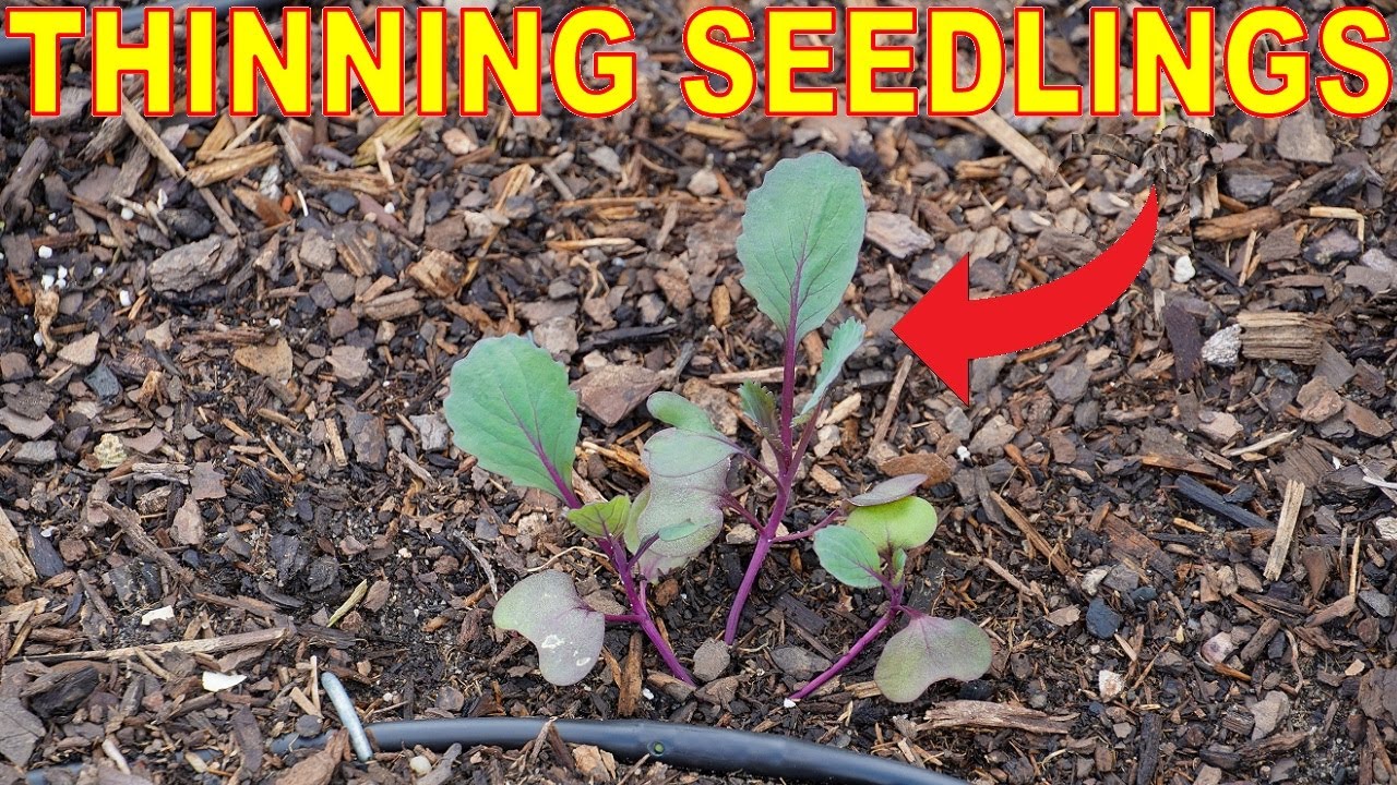 How To Thin Seedlings For BIGGER Harvests!