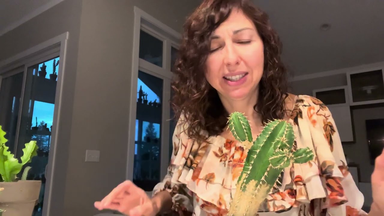 Euphorbia Propagation and Succulents in my Dinning Room Update