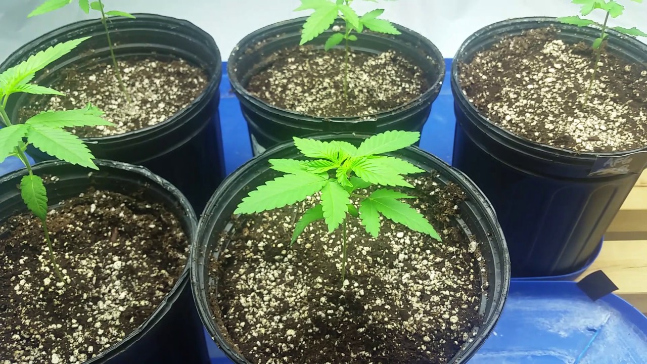 When to Water Your Cannabis