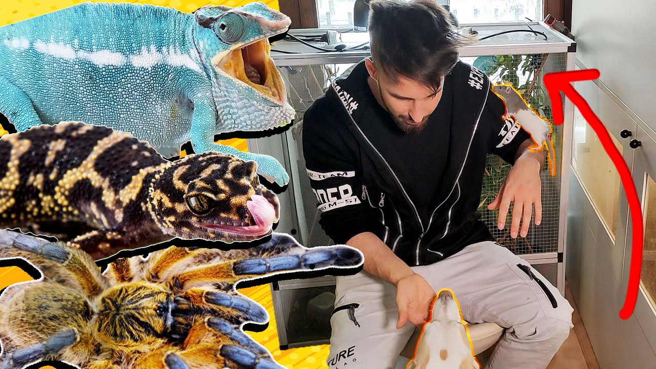 Come è tenere 1000 animali in CASA?