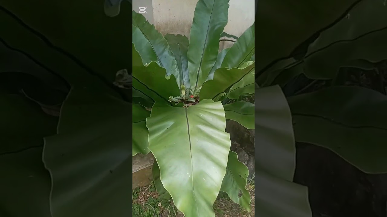 අදත් kavee plants වෙතින් 100/= මල් පැල🥰🌺