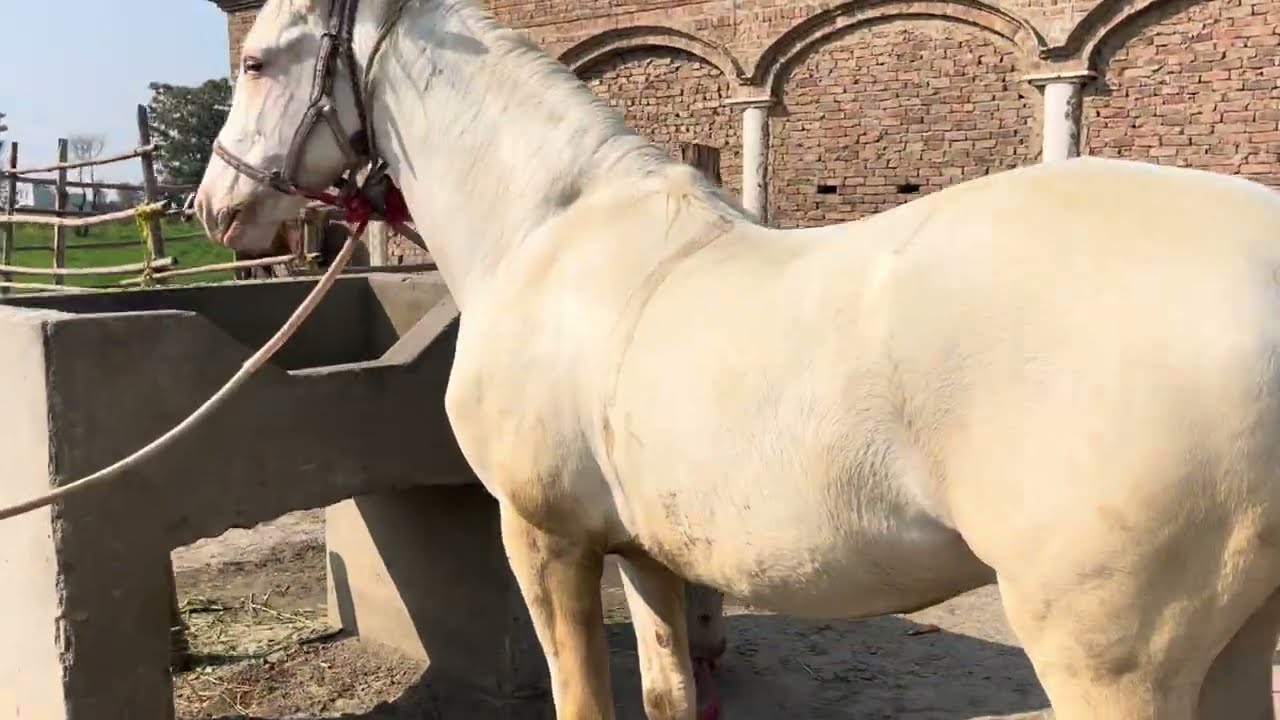 Royal Strength & Timeless Elegance – A Mare’s True Beauty 🐎👑