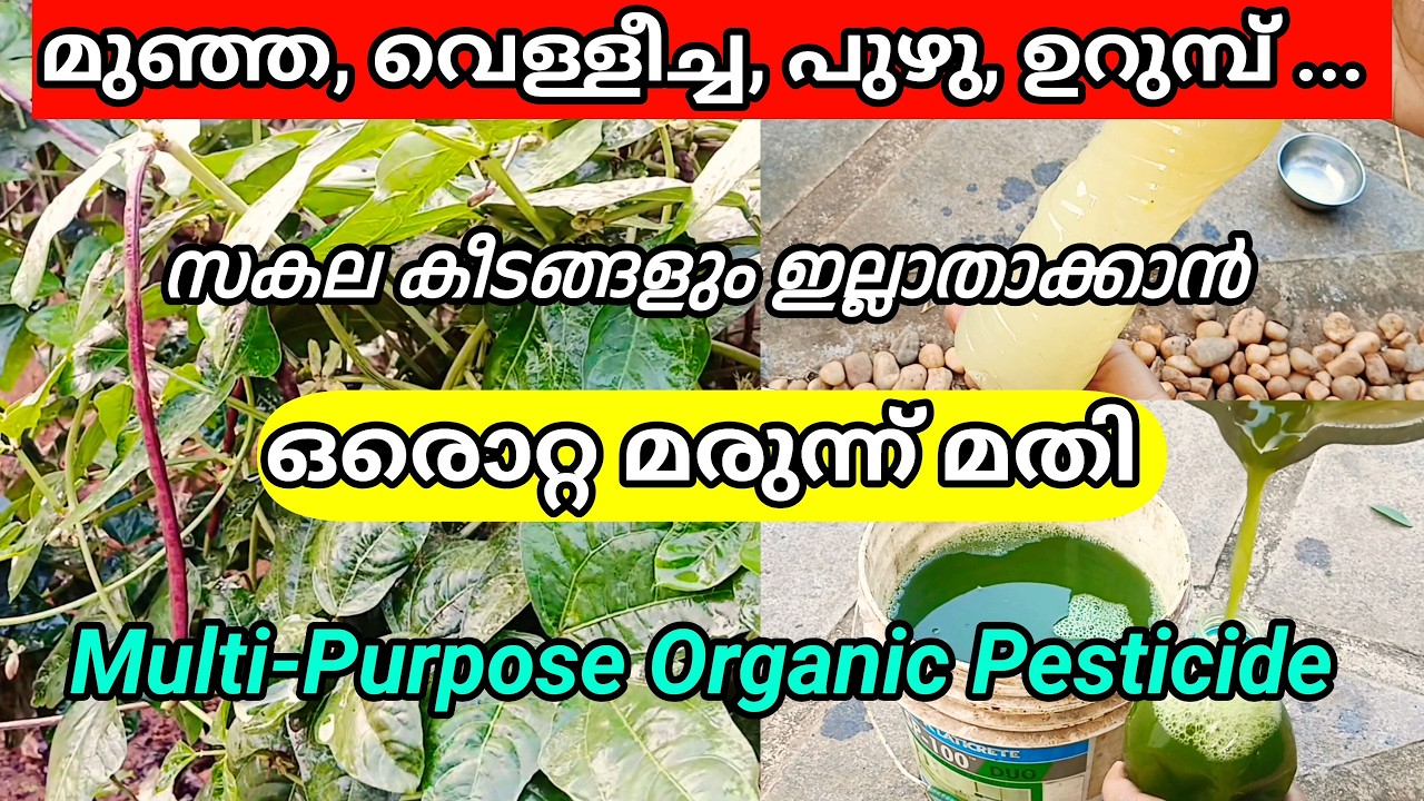 വെളുത്തുള്ളി - വേപ്പെണ്ണ & ശീമക്കൊന്ന മിശ്രിതം | പയർ കൃഷി | Organic Pest Control Malayalam