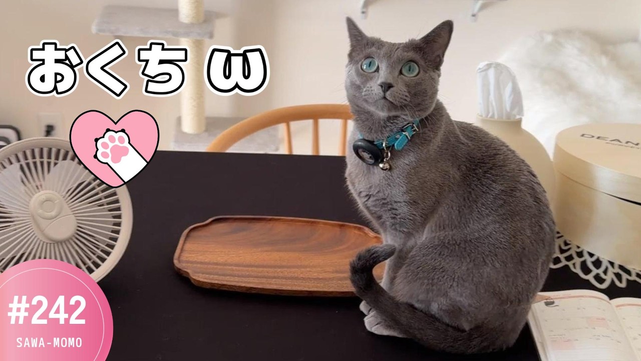 モモさんの最近のルーティン