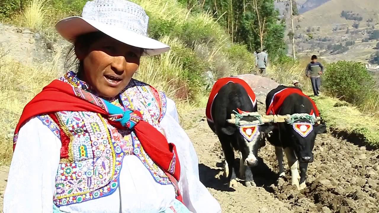 qamile lari 2015