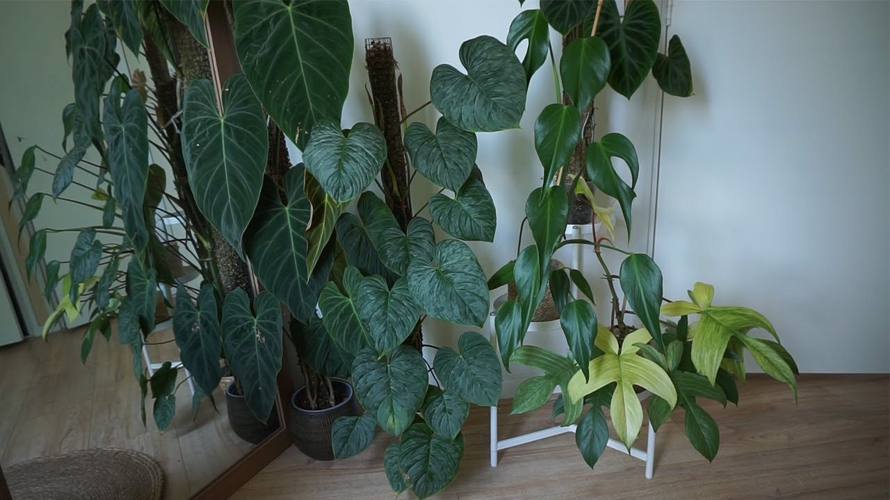Full houseplant walkthrough | How are my plants doing?