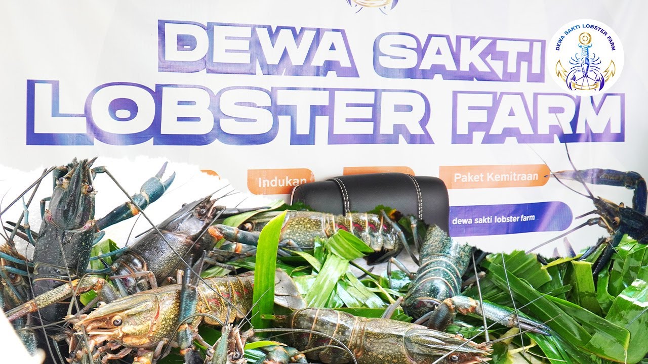 Tips Sukses Berbudi daya Lobster Air Tawar Bagi Pemula