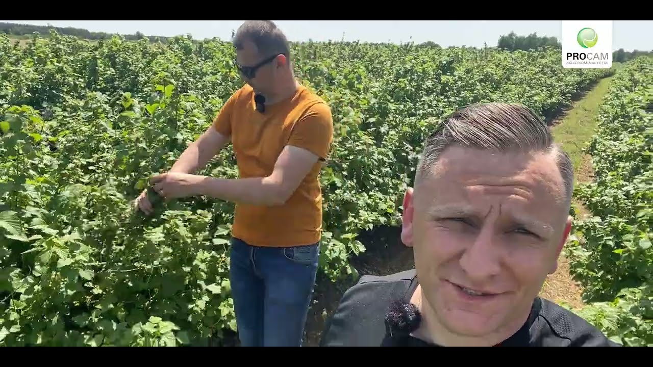 Zabiegi agrotechniczne w uprawie porzeczki - zapraszamy na spotkanie demonstracyjne #hortiprocam