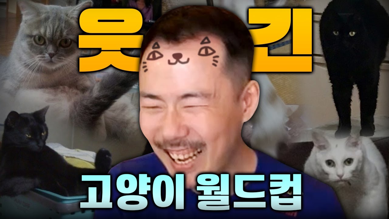 보기만해도 귀여운 [웃긴 고양이 사진 월드컵] 구경하기