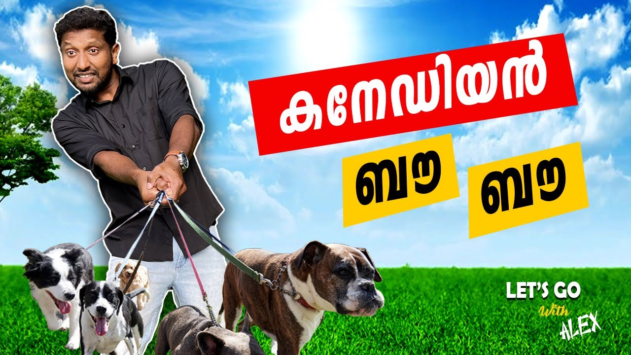 Canadian Dog | കാനഡയിലെ പട്ടികൾ #canada #dog #dogs #doglover #trending #shortsfeed
