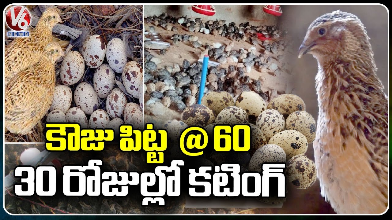 Japanese Quail [ Kouju Pitta ] Farming By Lawyer In Yadadri  | V6 News