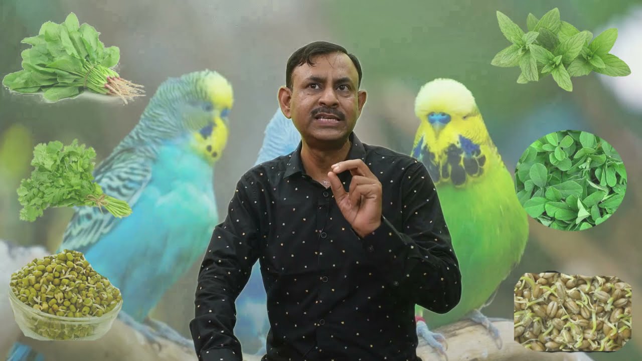 बारिश  के इस मौसम में Budgerigar Birds को soft food खाने में क्या दे || soft food for Budgerigar