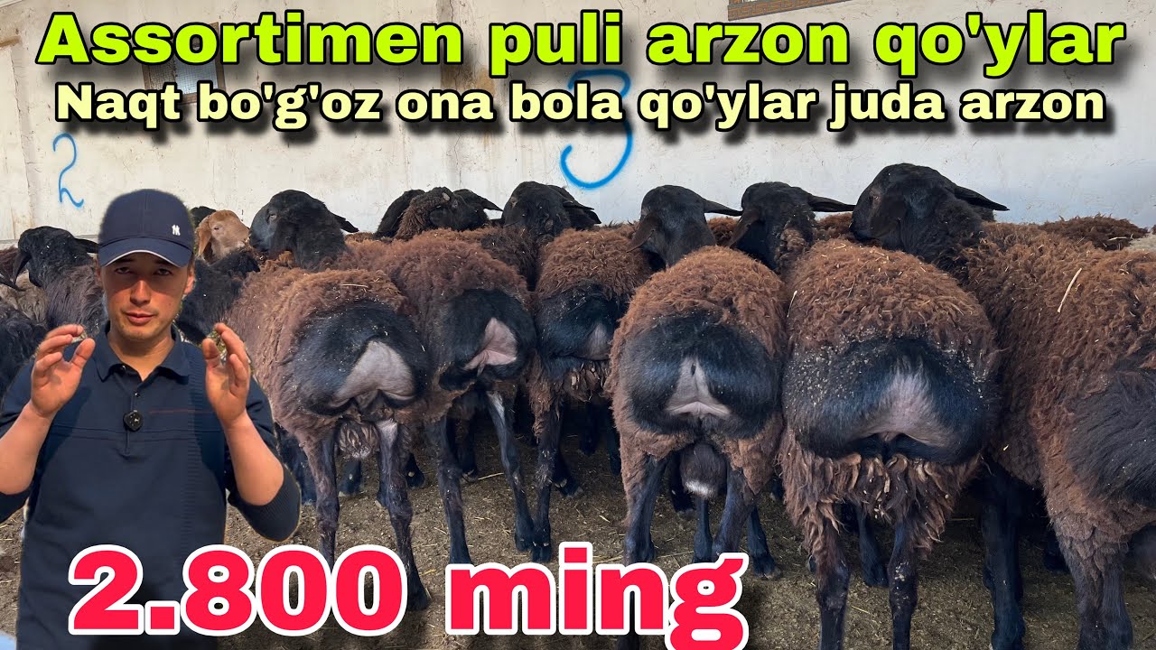QAHRAMON NAQT BO’GOZ ONA BOLA VA YIRIK QO’CHQOR VA BARRA QO’ZILAR NARXINI YORVORDI