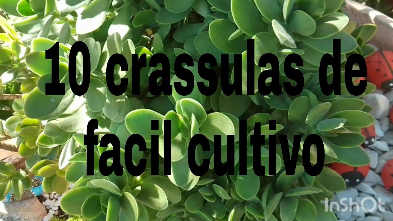 10 crassulas de facil cultivo que enche o vaso