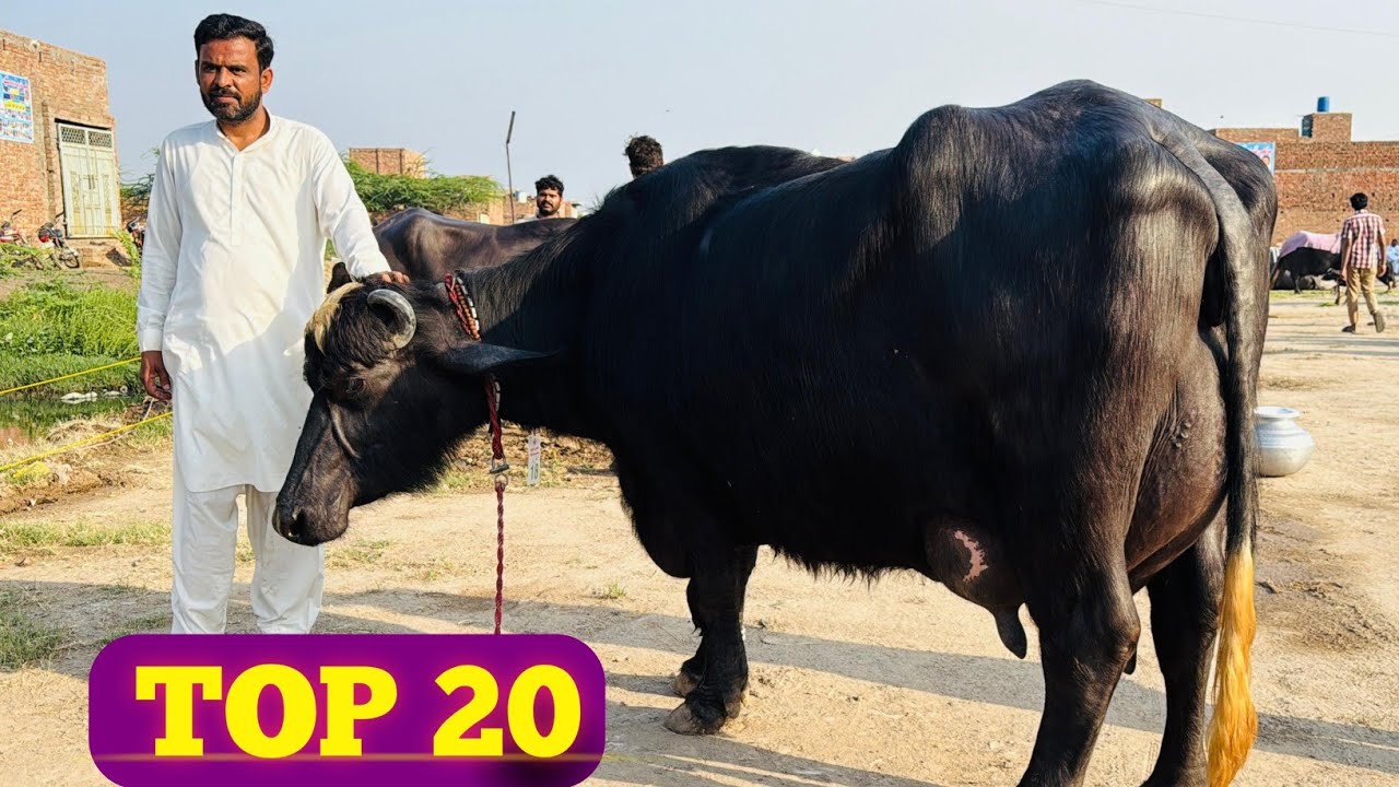Top 20 High Milking Buffaloes In Faisalabad || Mahi Dhood Mela 2026 update || Pak Buffalo Tv 