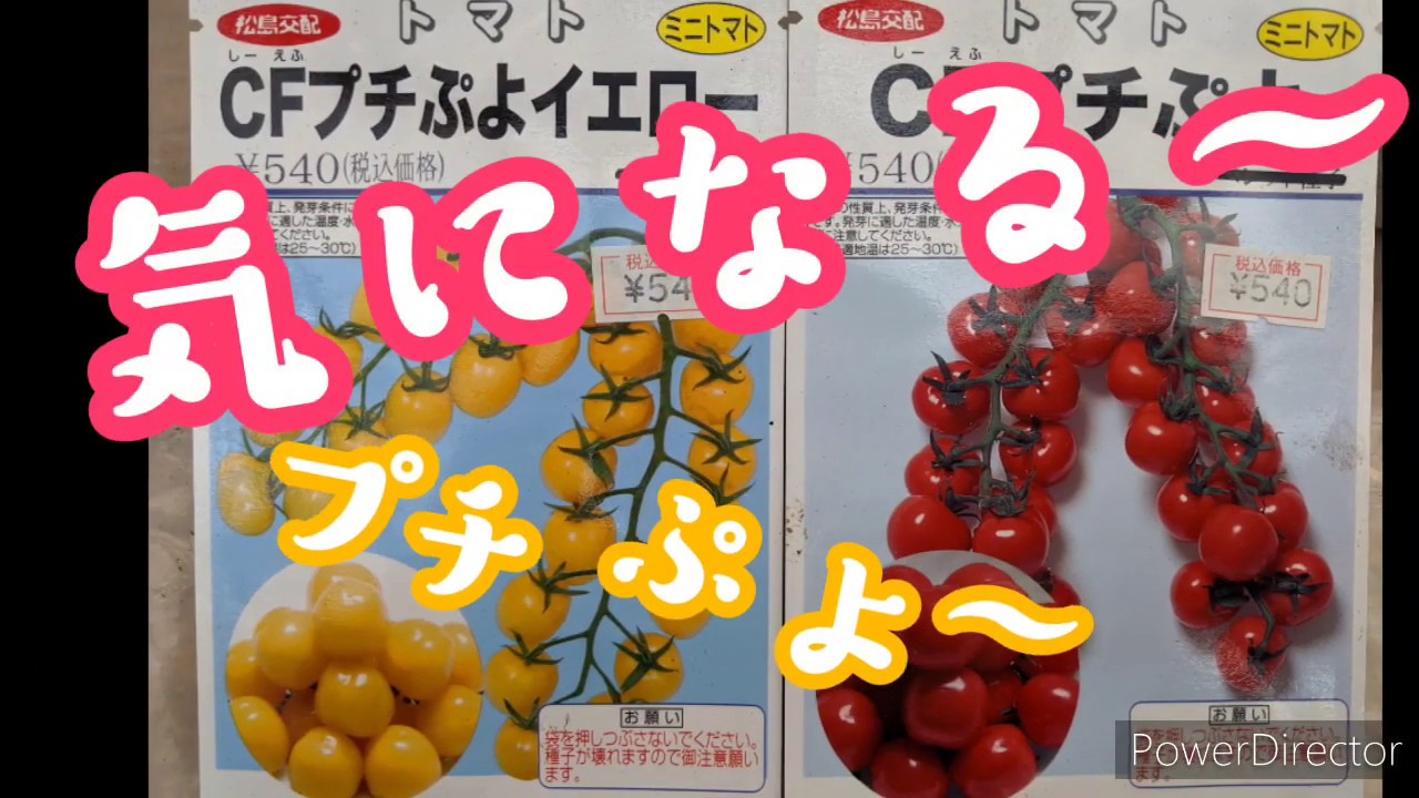 20/02/10(月)家庭菜園 プチぷよトマトを播種