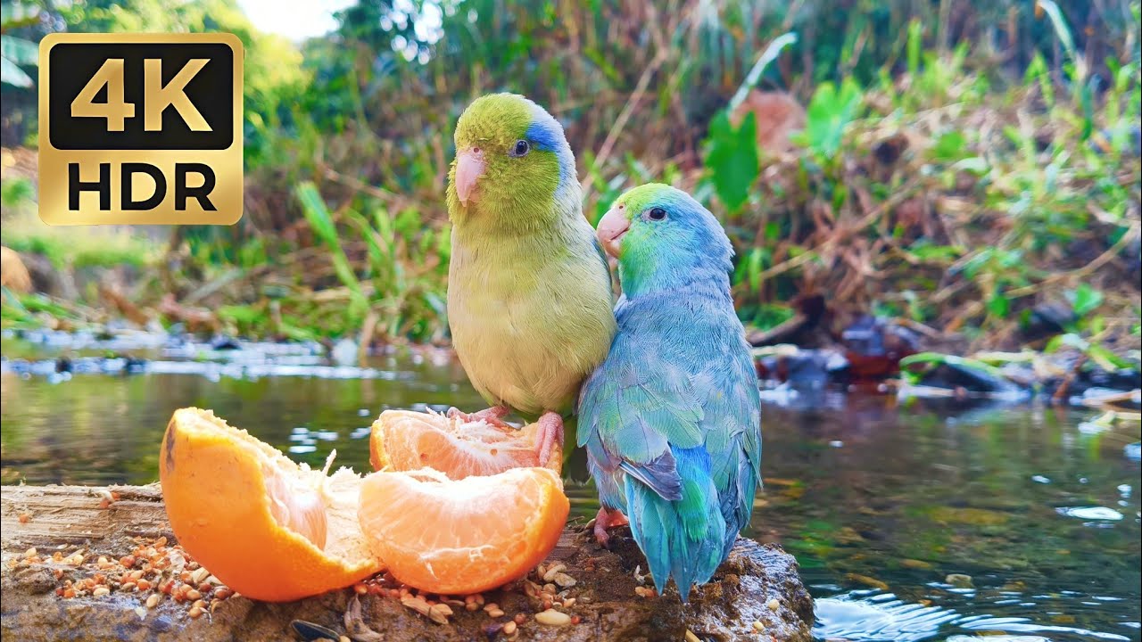 Relaxing Bird Table: Parrotlets & Sweet Fruits | 1 Hour Nature Ambience | 4K HDR