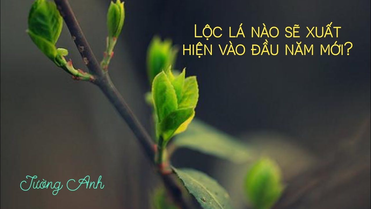 LỘC LÁ NÀO SẼ XUẤT HIỆN VÀO ĐẦU NĂM MỚI? ✨🌱🍀🌿🎋 (Chọn tụ & Timeless)