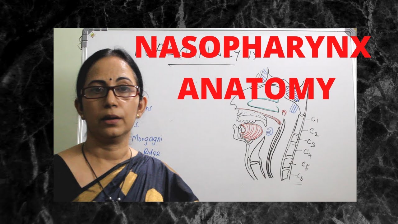 052. Pharynx Anatomy/  Nasopharynx  #anatomylectures  #nasopharynx