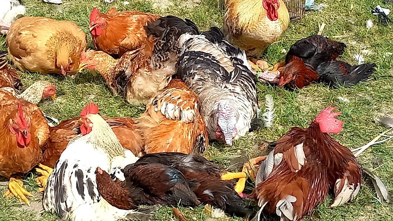 feira das galinhas Capoeiras Pe.21/02/25