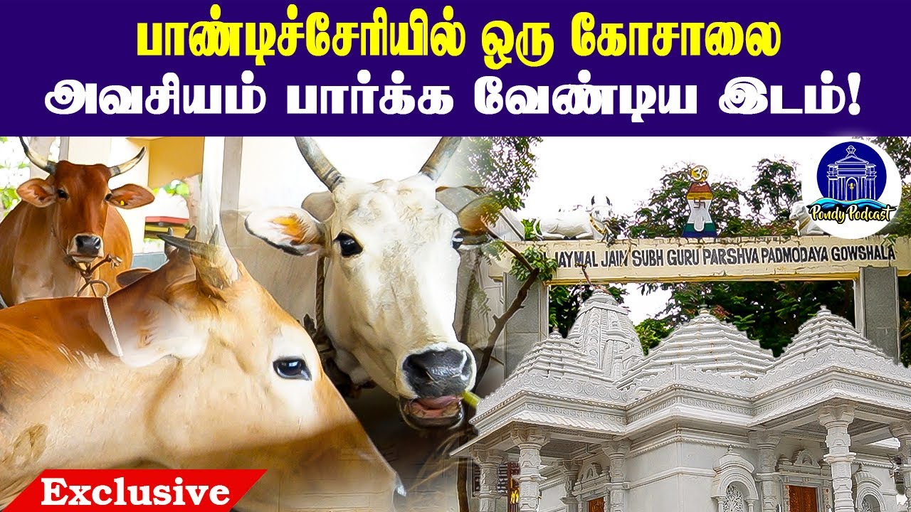 பாண்டிச்சேரி கோசாலையை சுற்றிப் பார்க்கலாமா! | Pondyvlog | Pondytouristspot