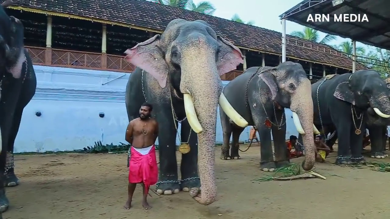 കേരളത്തിലെ ആനകൾ - Kerala Elephants  Tripunithura Vrischikolsavam