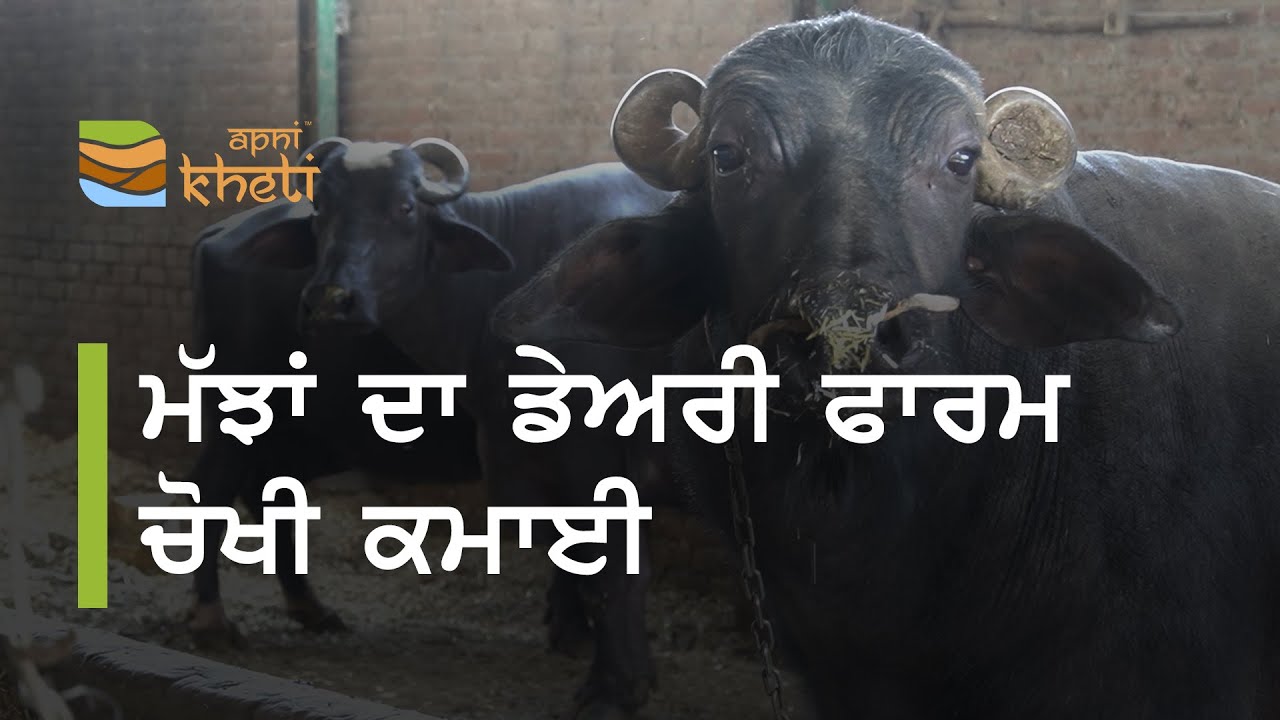 ਮੱਝਾਂ ਨਾਲ ਕਾਮਯਾਬ ਕੀਤਾ ਡੇਅਰੀ ਫਾਰਮ। successful Dairy Farm with 20 buffaloes