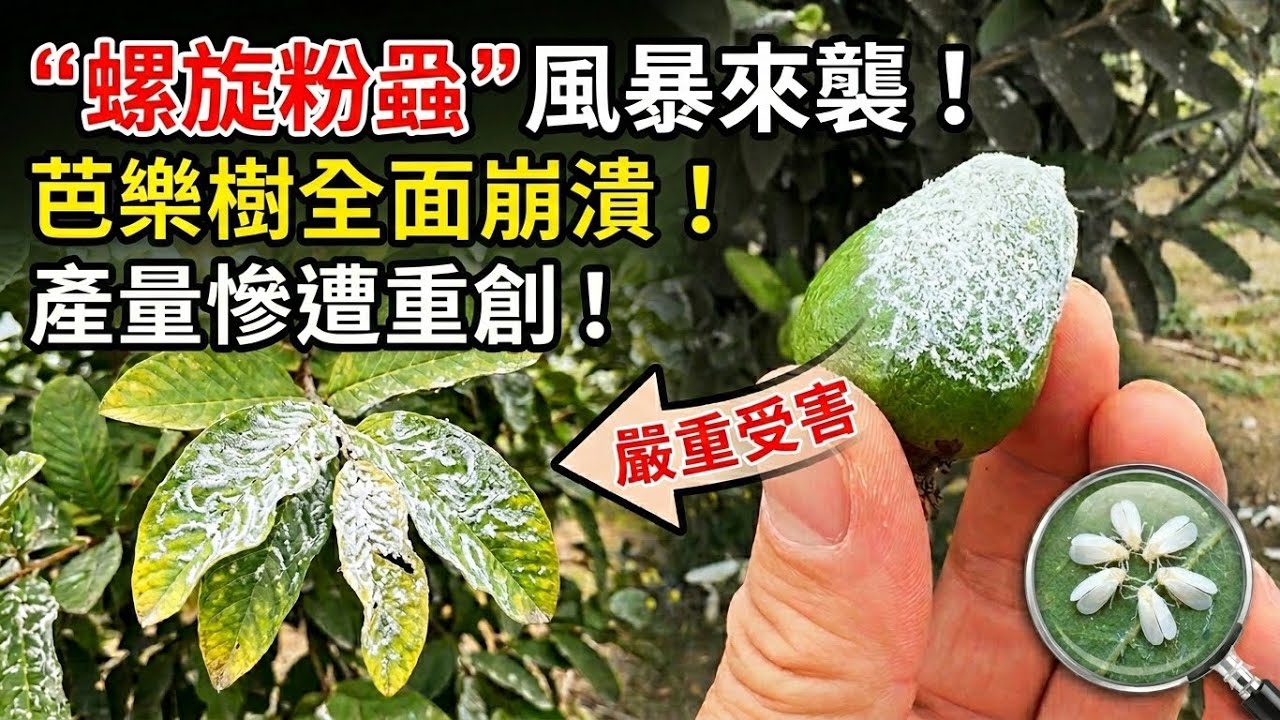 這「螺旋粉蝨」太恐怖了，這一季的西瓜芭樂宣告失敗！2026年2月27日