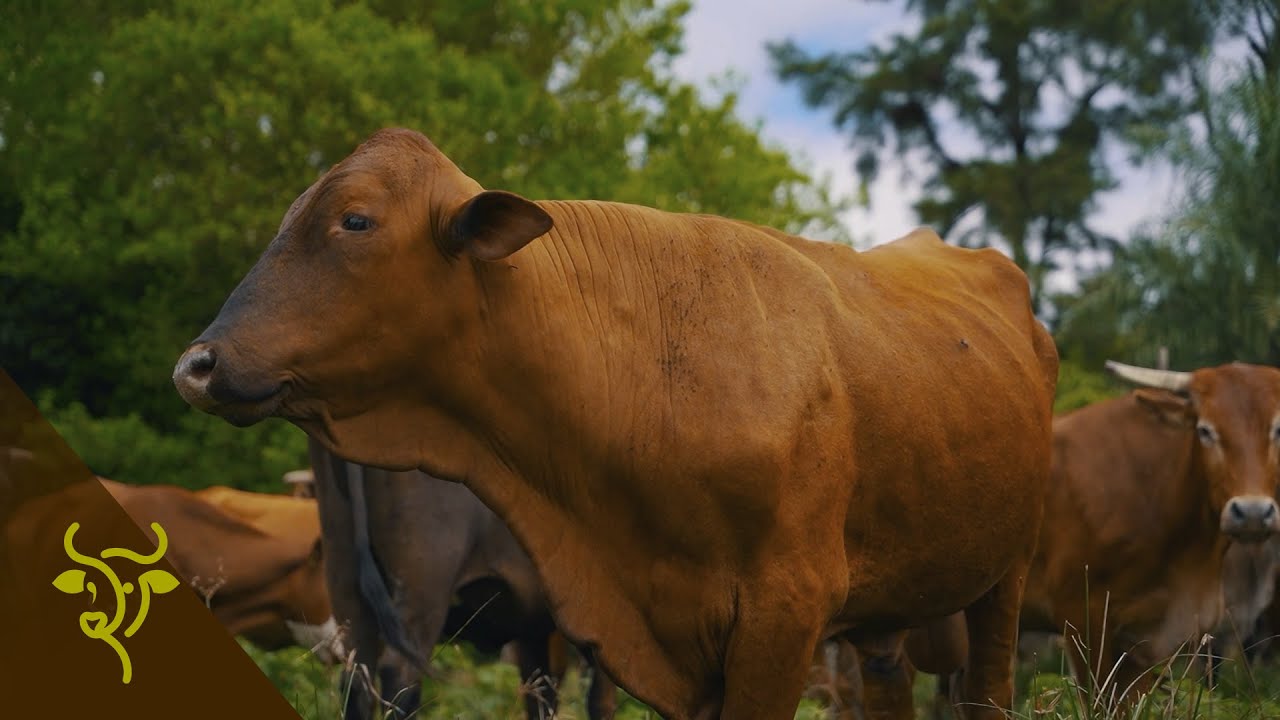 Rotaci&oacute;n de lotes sobre campos nativos: productividad y equilibrio | GP #31