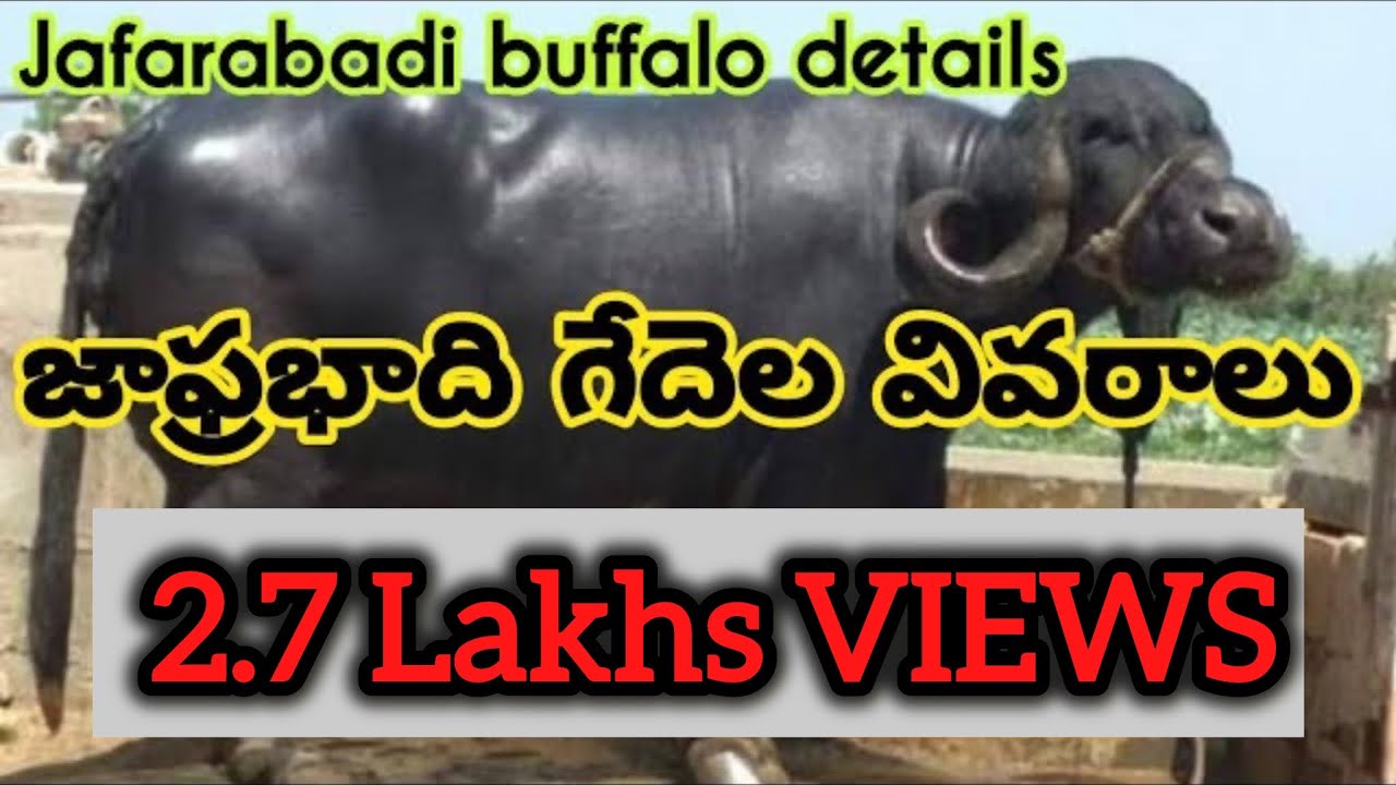 జాఫ్రభాది గేదెల వివరాలు Jafarabadi buffalo explained in telugu | Call/Whatsap 6281252046 ,9010861023