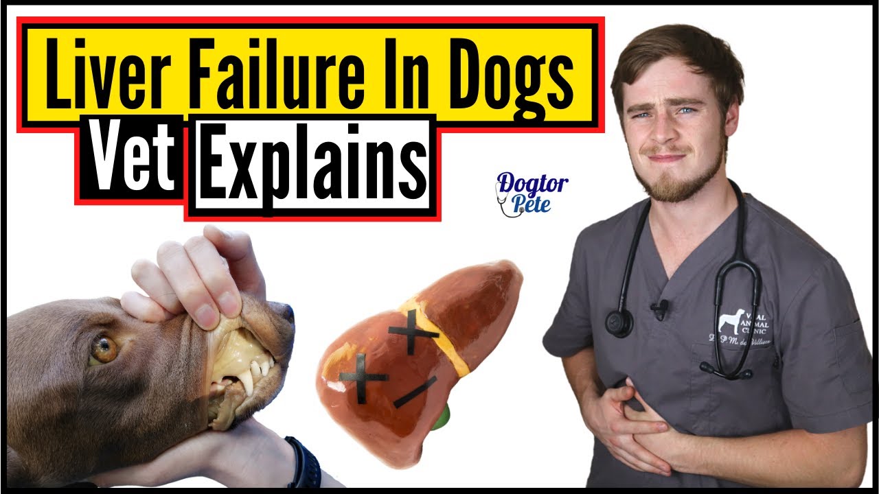 How To Treat Liver Disease In Dogs | Liver Failure In Dogs | Dogtor Pete