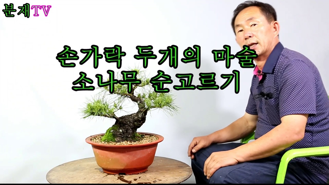 분재TV 소나무 순고르기 bonsai 분재교육