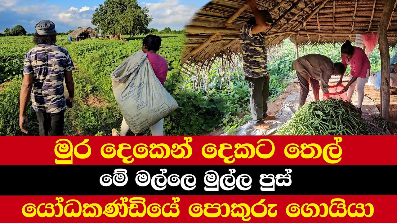 මුර දෙකෙන් දෙකට තෙල් | මේ මල්ලෙ මුල්ල පුස් | මං පොකුරු ගොයියා