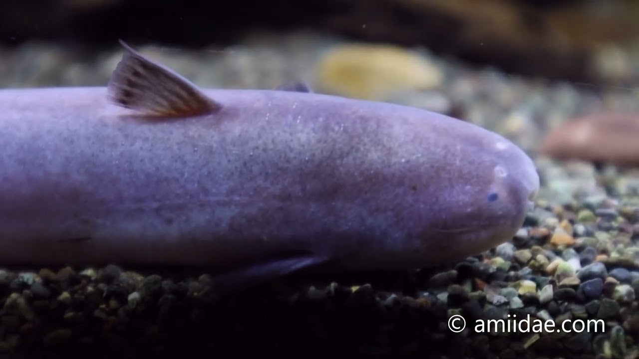 Cetopsis candiru Giant Candiru whaleCat