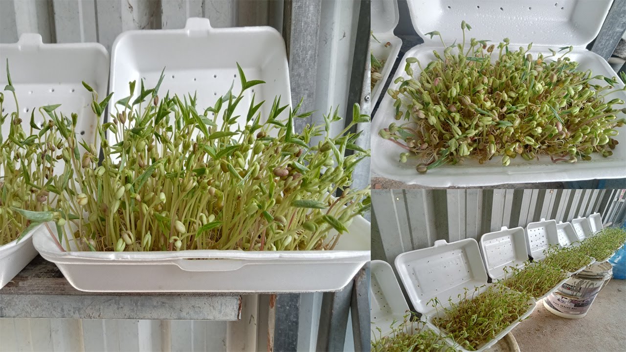Do not miss this method, Plant bean sprouts at home
