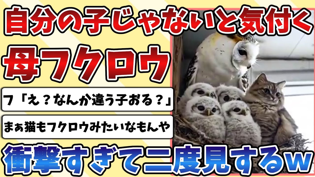 【2ch動物スレ】自分の子じゃないと気付いた母『フクロウ』さん、びっくりしすぎて二度見してしまうｗｗｗ
