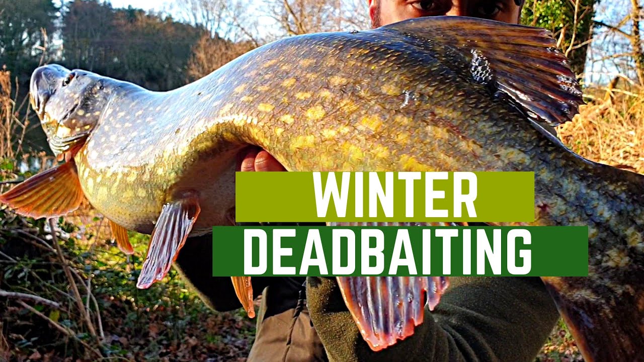 PIKE FISHING - Gravel pit deadbaiting (PART 1: Suspending float rig)