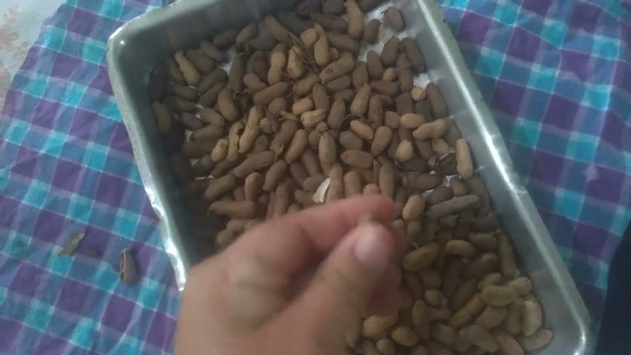 como torrar amendoim  com casca🥜🥜