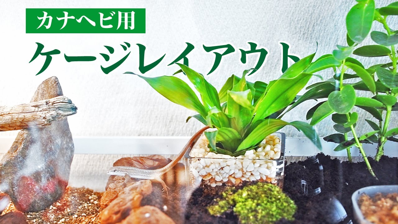 カナヘビ飼育のケージレイアウト【パンテオン】- Grass Lizard Cage Setup -