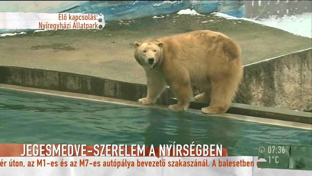 Tudd meg, hány kilogramm eledelt esznek a jegesmedvék egy nap! - tv2.hu/mokka