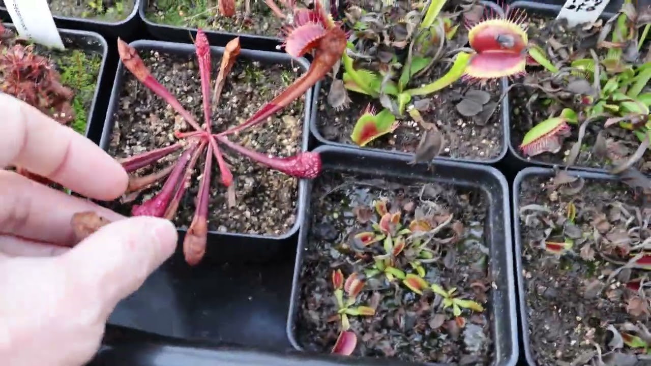 February 1st 2026 Carnivorous Greenhouse Update and man, it's getting warm out!
