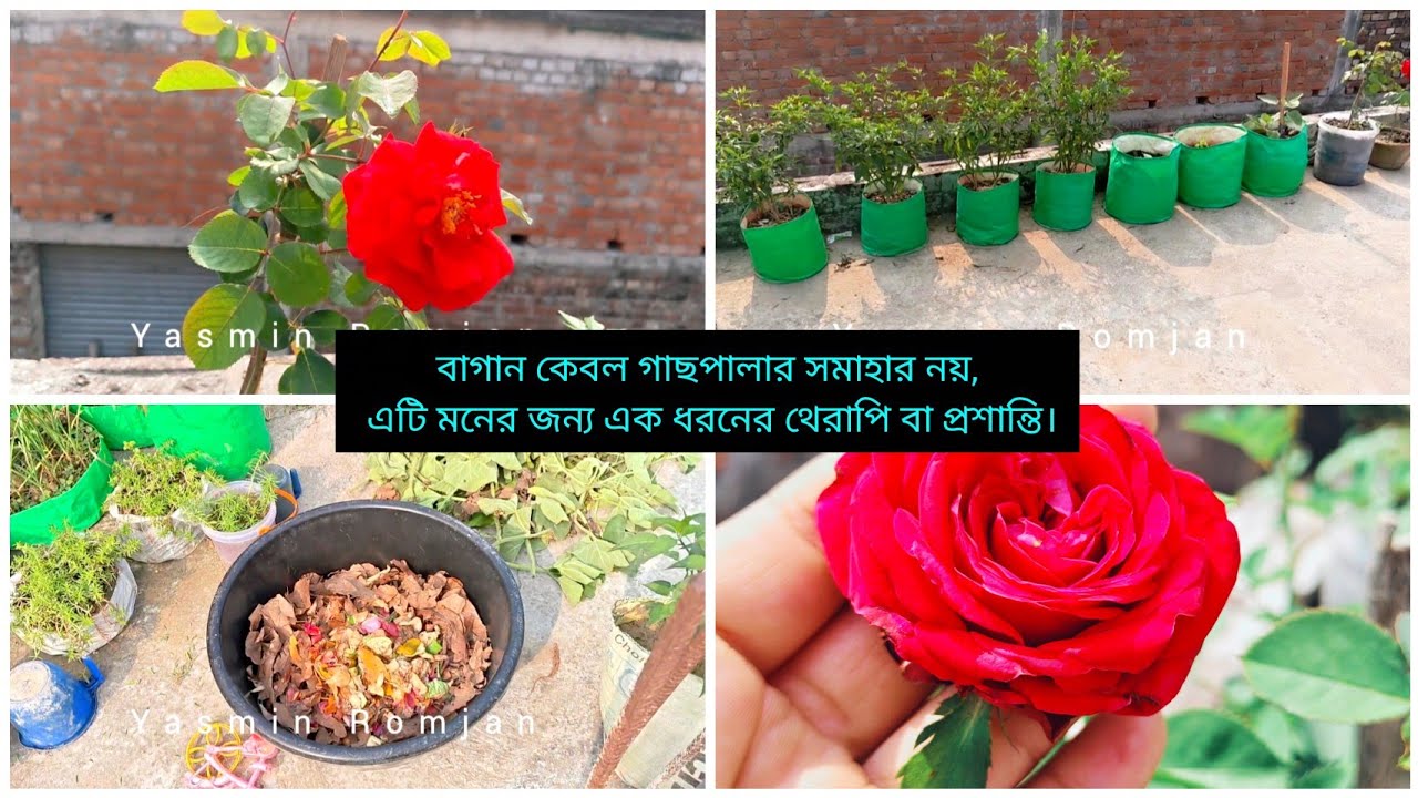 ছাদে বাগান করা বা গাছ লাগানো শুধু শখ নয়, এটি বাড়ির পরিবেশকে সতেজ রাখে এবং মনকে প্রফুল্ল করে।#garden 