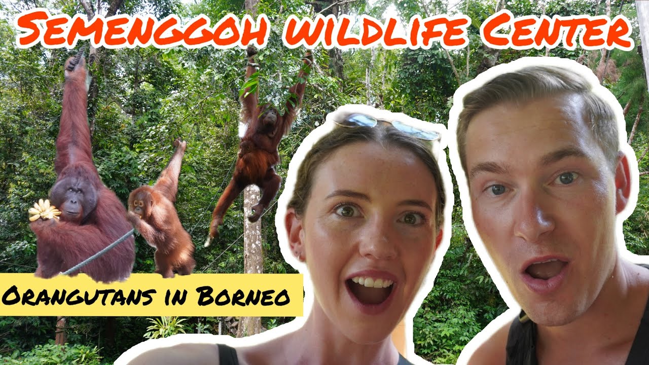BORNEO ORANGUTANS Up Close | Semenggoh Wildlife Centre 🇲🇾