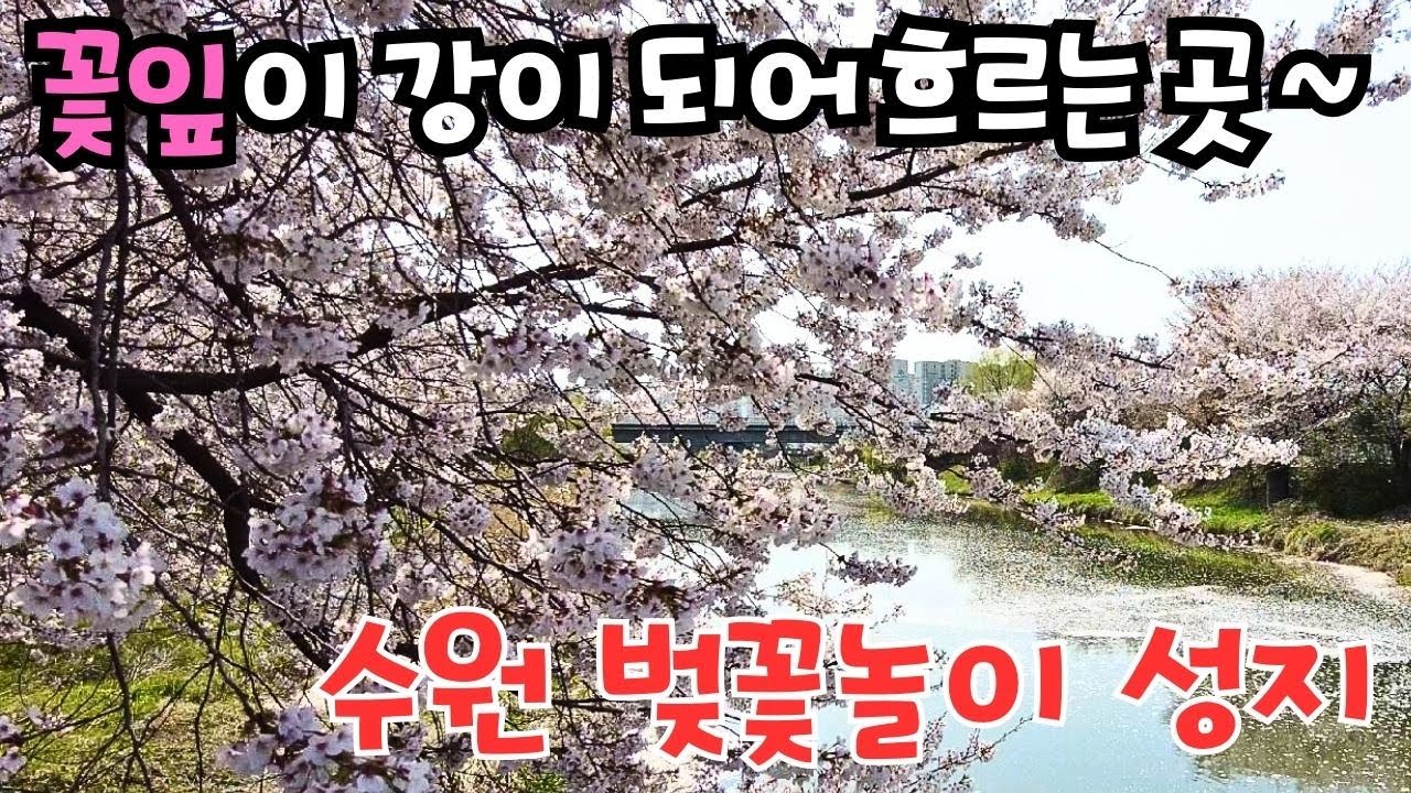4K 벚꽃잎이 강이 되어 흐르는 곳 / 황구지 벚꽃길 / 수원 벚꽃놀이의 성지