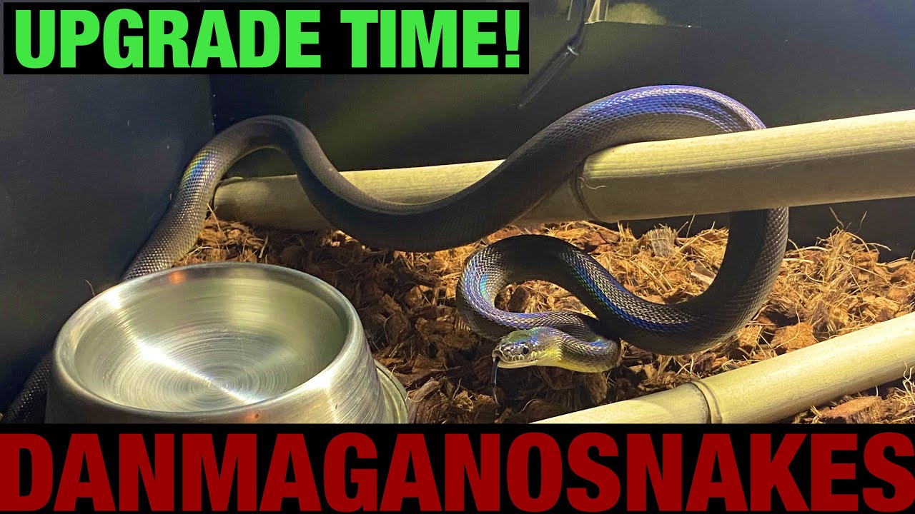 Episode 88: Enclosure upgrade time for one of my Australian water pythons!