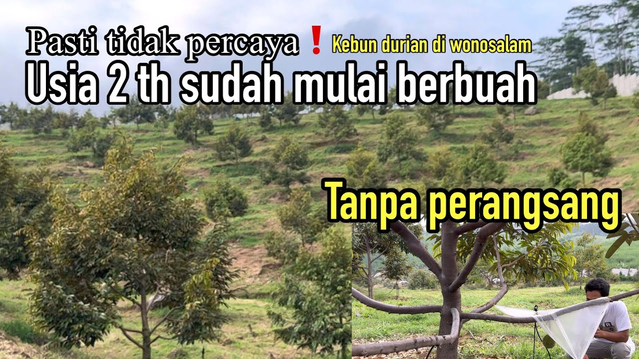 Perawatan yg tepat tidak mengecewakan hasil, kebun durian di wonosalam