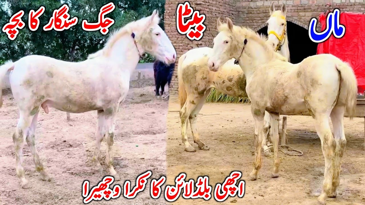 Nukra Wachera | Horse For Sale In Punjab | Desi Horse Farm | Horse For Sale | Horse Market 