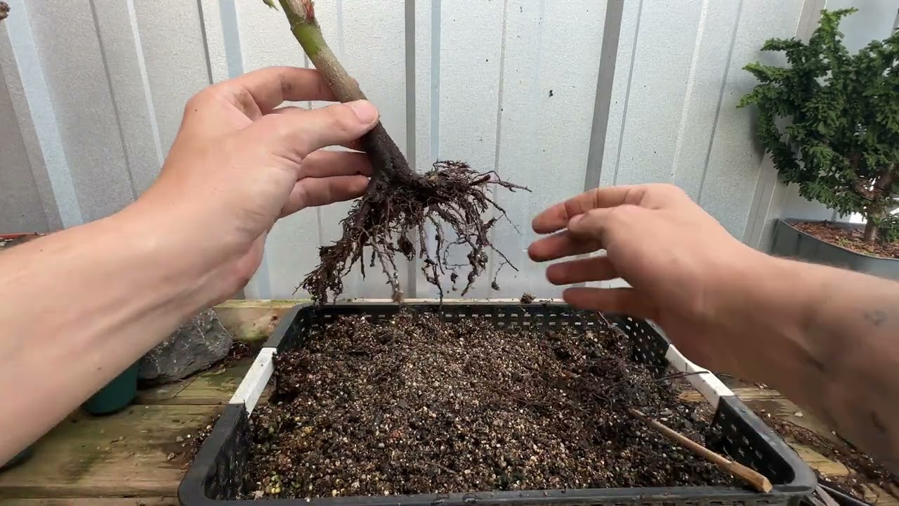 Acer Palmatum Jordan (Shirasawanum) Repot