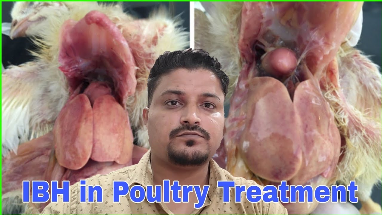 IBH in Poultry Treatment | IBH Bimari me kya Kare?