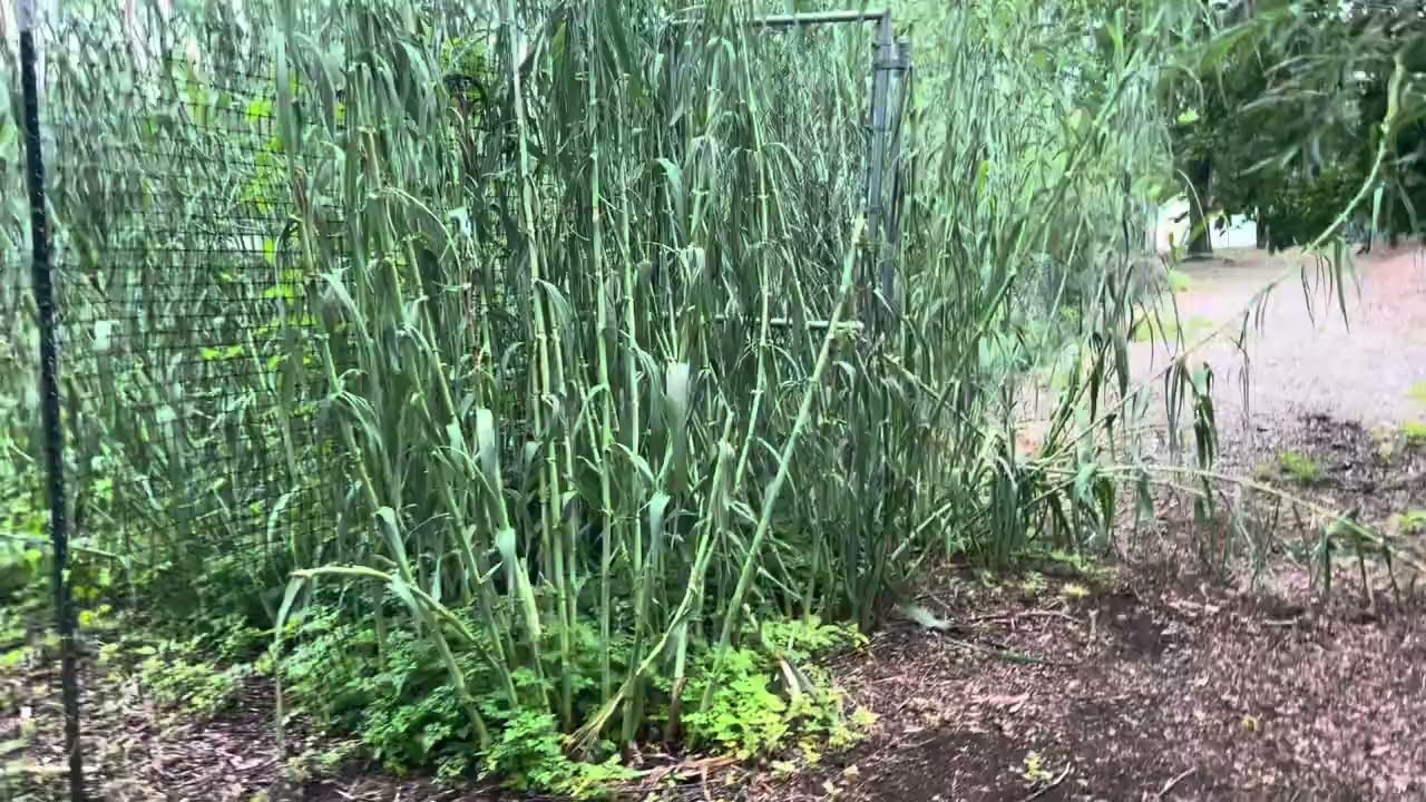 Hintz garden tour 2024